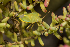 Brachynema purpureomarginatum