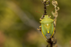 Brachynema purpureomarginatum