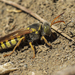 Stizus ruficornis - Photo (c) Marina Ribeiro, some rights reserved (CC BY-NC), uploaded by Marina Ribeiro