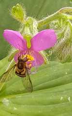 Epistrophe grossulariae