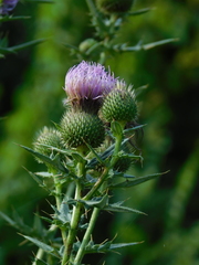 Cirsium ciliatum