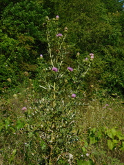 Cirsium ciliatum