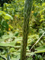 Poaceae