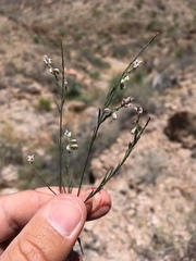 Polygala scoparioides
