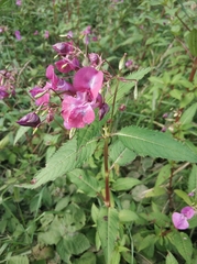 Impatiens glandulifera