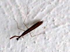 Bistanta mexicana