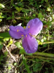 Tradescantia crassifolia