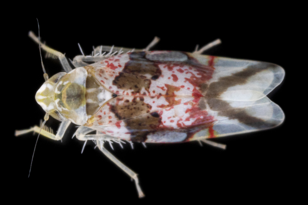 Hymetta kansasensis