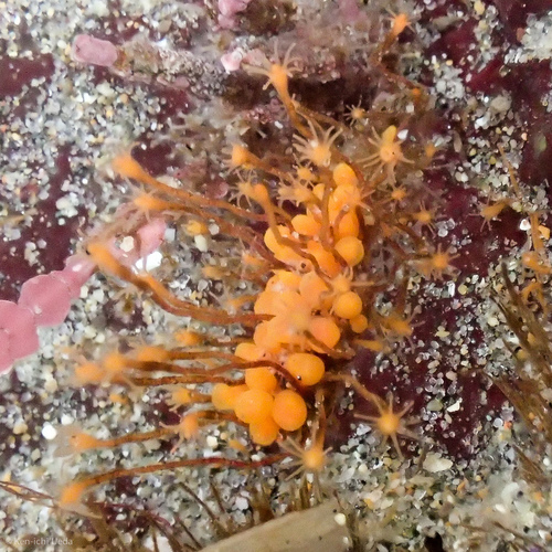 Garveia annulata