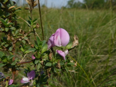 Ononis spinosa spinosa