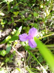 Tradescantia crassifolia