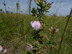 Ononis spinosa spinosa