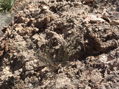 Polygala scoparioides