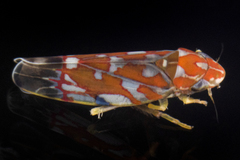Erythroneura rubra