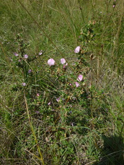 Ononis spinosa spinosa