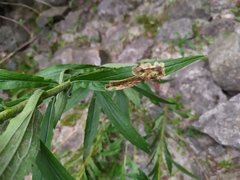 Nemorimyza posticata