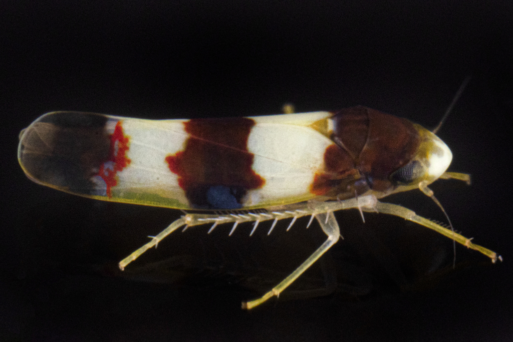 Erythroneura bistrata