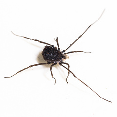 Ortholasma rugosum