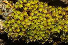 Syntrichia montana