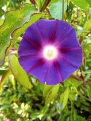 Ipomoea purpurea