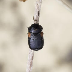 Saxinis saucia