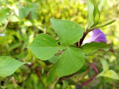 Ipomoea purpurea