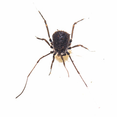 Ortholasma rugosum