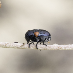 Saxinis saucia