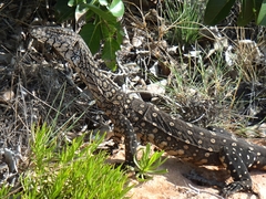 Varanus giganteus