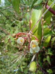 Cardiospermum corindum