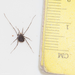 Ortholasma rugosum