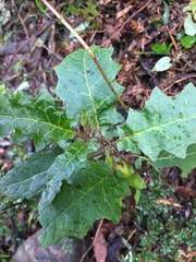 Solanum prinophyllum