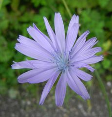 Cicerbita macrophylla