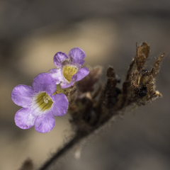 Phacelia suaveolens
