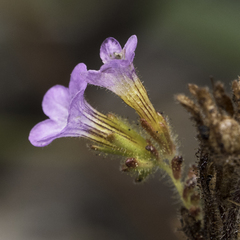 Phacelia suaveolens