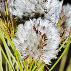 Serruria phylicoides