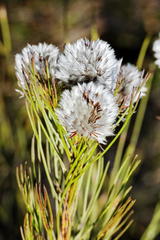 Serruria phylicoides