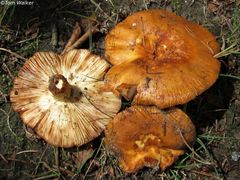 Russula mutabilis