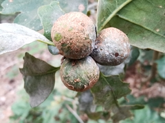 Andricus conglomeratus