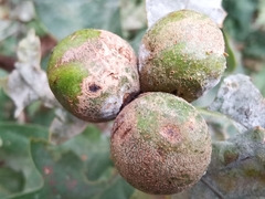 Andricus conglomeratus