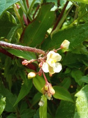 Cardiospermum corindum