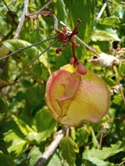 Cardiospermum corindum