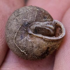 Vespericola armigera