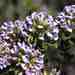 Otholobium acuminatum - Photo (c) Charles Stirton, algunos derechos reservados (CC BY-SA), subido por Charles Stirton