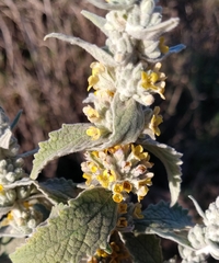Buddleja stachyoides