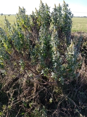 Buddleja stachyoides