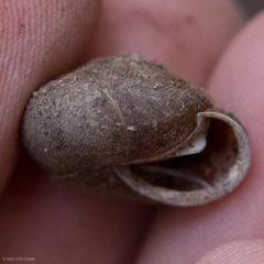 Vespericola armigera