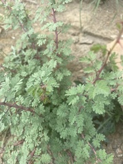 Mimosa texana