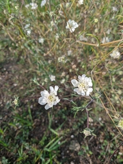 Scabiosa praemontana