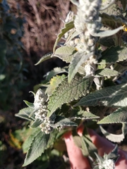 Buddleja stachyoides